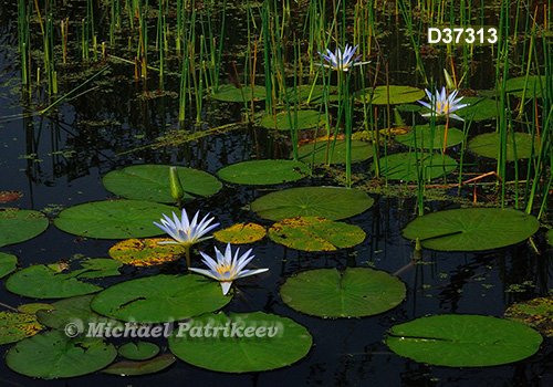 Blue Lotus (Nymphaea caerulea)